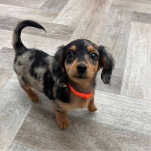 Meet your Posher, Breanna